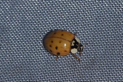 <i>Harmonia axyridis</i>