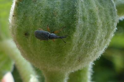 <i>Rhopalapion longirostre</i>