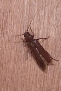 <i>Arhopalus</i>