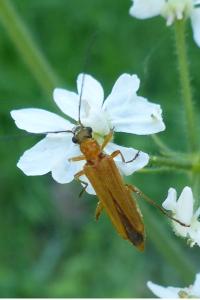 <i>Oedemera podagrariae</i>