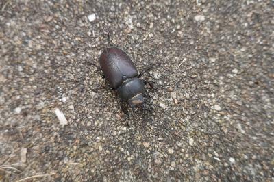 <i>Lucanus cervus</i>