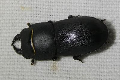 <i>Dorcus parallelipipedus</i>