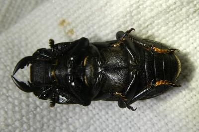 <i>Dorcus parallelipipedus</i>