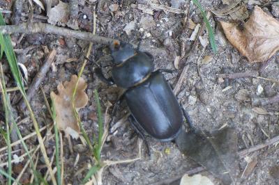 <i>Lucanus cervus</i>