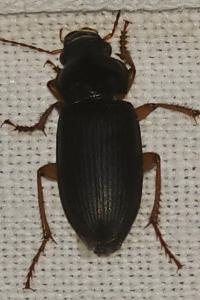 <i>Pseudoophonus rufipes</i>