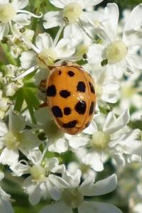 <i>Harmonia axyridis</i>