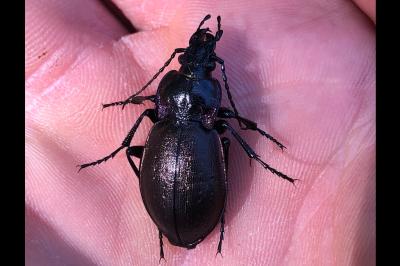 <i>Carabus nemoralis</i>