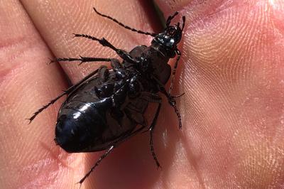 <i>Carabus nemoralis</i>