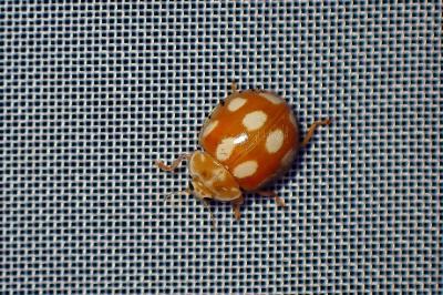 <i>Calvia decemguttata</i>