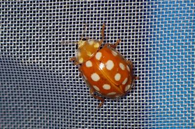 <i>Halyzia sedecimguttata</i>