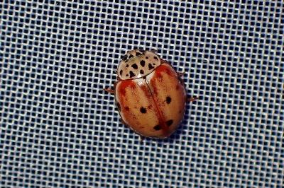 <i>Harmonia quadripunctata</i>