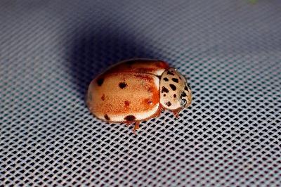 <i>Harmonia quadripunctata</i>