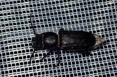 <i>Spondylis buprestoides</i>