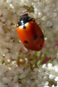 <i>Hippodamia variegata</i>