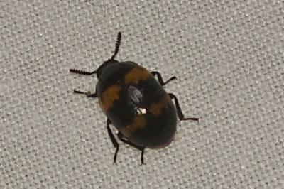 <i>Diaperis boleti</i>