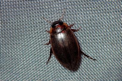 <i>Rhantus suturalis</i>