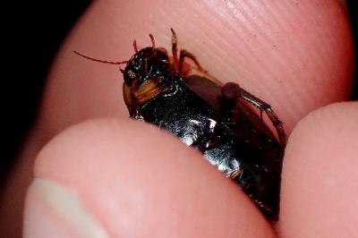 <i>Rhantus suturalis</i>