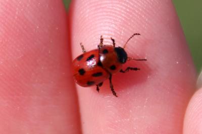 <i>Gonioctena fornicata</i>