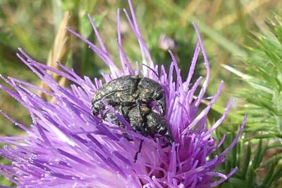 <i>Larinus turbinatus</i>