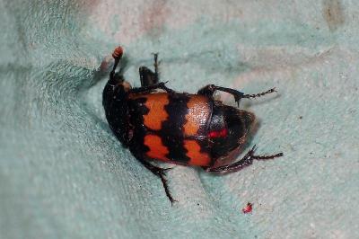 <i>Nicrophorus vespillo</i>