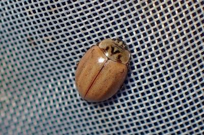 <i>Aphidecta obliterata</i>