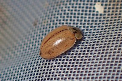 <i>Aphidecta obliterata</i>