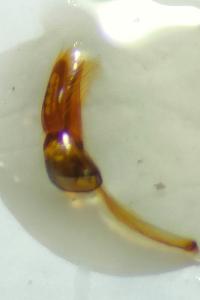 <i>Scymnus bivulnerus</i>