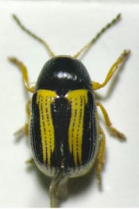 <i>Cryptocephalus bilineatus</i>