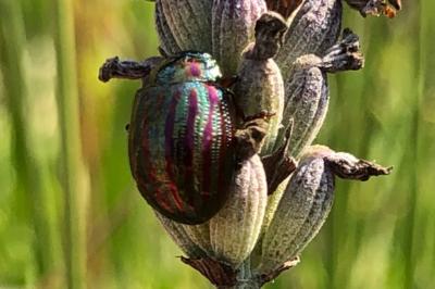 <i>Chrysolina americana</i>