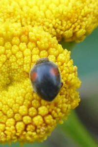 <i>Scymnus</i>