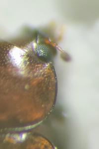 <i>Cis castaneus</i>