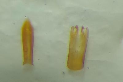 <i>Cis castaneus</i>