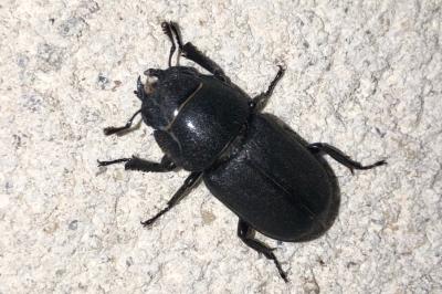 <i>Dorcus parallelipipedus</i>