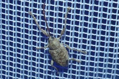 <i>Curculio elephas</i>