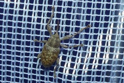 <i>Curculio elephas</i>