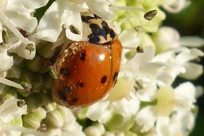 <i>Harmonia axyridis</i>