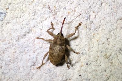 <i>Curculio elephas</i>