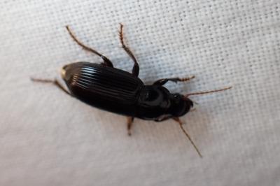 <i>Harpalus</i>