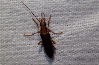 <i>Nacerdes carniolica</i>