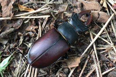 <i>Lucanus cervus</i>