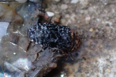 <i>Dermestes</i>