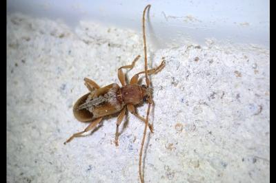 <i>Trichoferus pallidus</i>