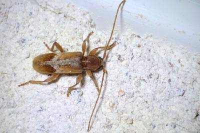 <i>Trichoferus pallidus</i>