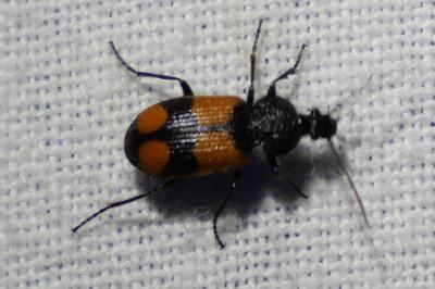 <i>Panagaeus cruxmajor</i>