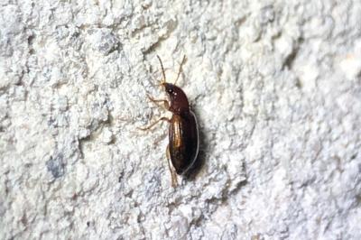 <i>Bradycellus</i>