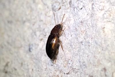 <i>Bradycellus</i>