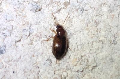 <i>Bradycellus</i>