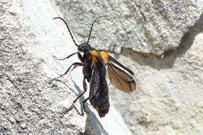 <i>Sitaris muralis</i>