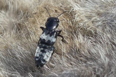 <i>Creophilus maxillosus</i>