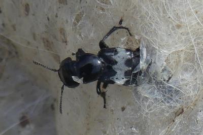 <i>Creophilus maxillosus</i>